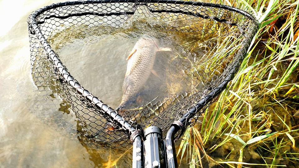 Michigan Carp Fishing Blog: Ranger: The Affordable Landing Net for