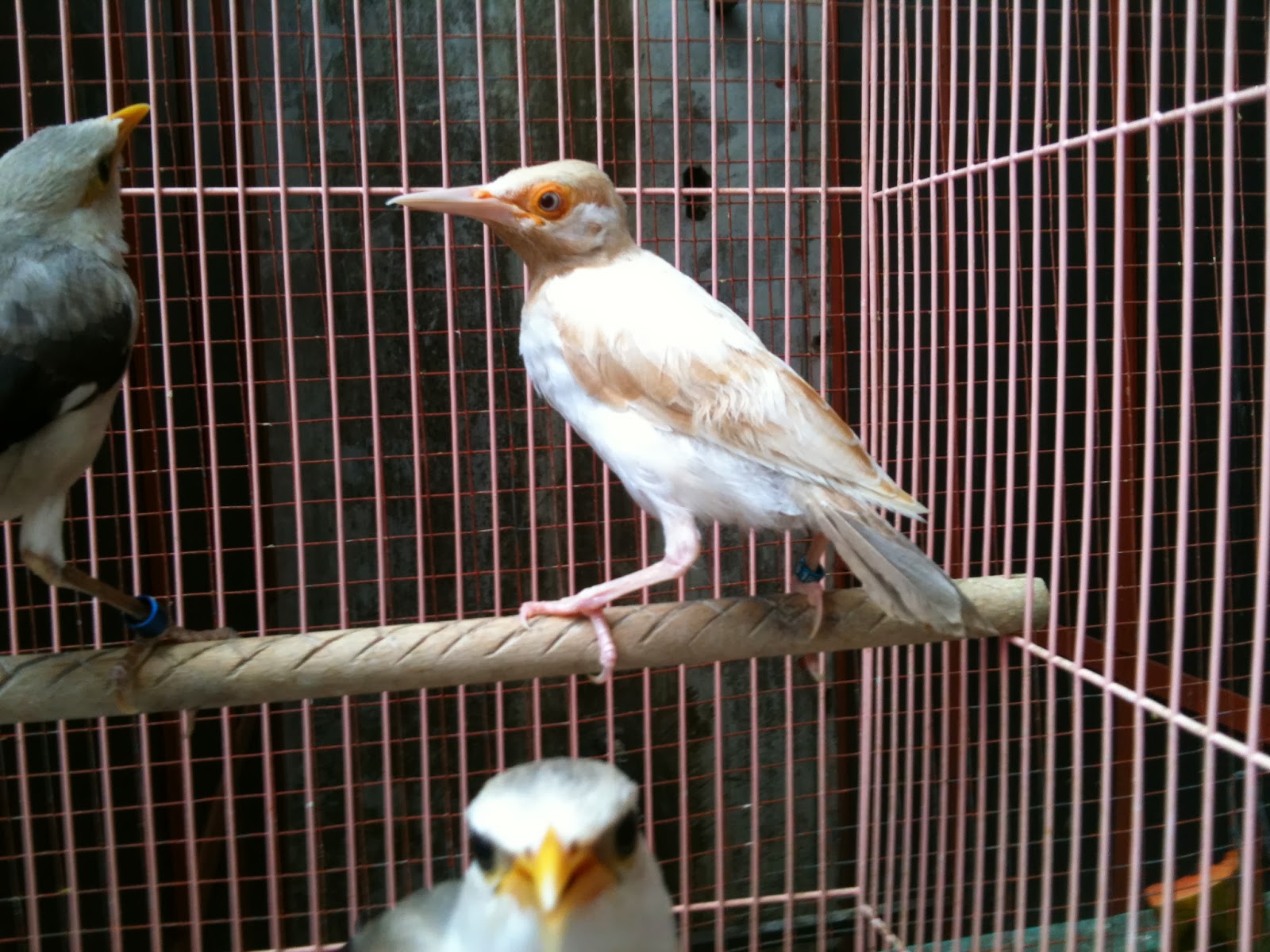 Harga Jalak Suren Anakan Di Pasar Pramuka Kata Baca O