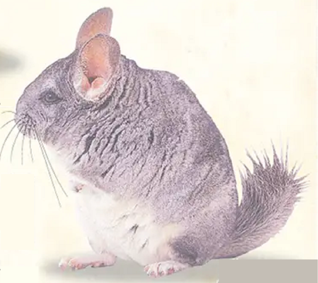Araucaria AU CHILI, UNE COLONIE DE 25 CHINCHILLAS POURRAIT EMPÊCHER L