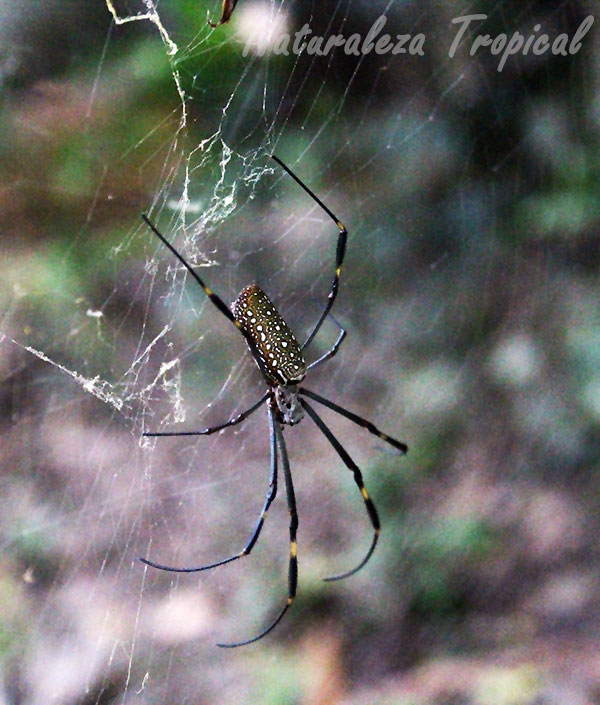 La araña de la seda de oro, Nephila clavipes