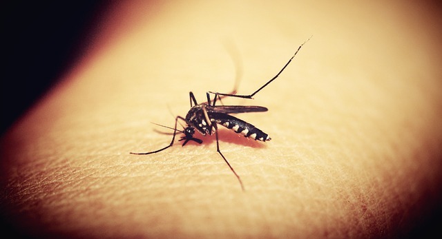 A mosquito sucking blood  - Representative image