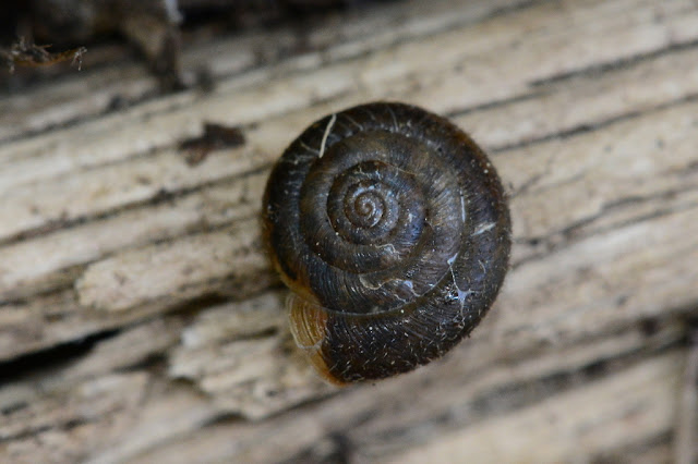 Trochulus hispidus Trochulus hispidus