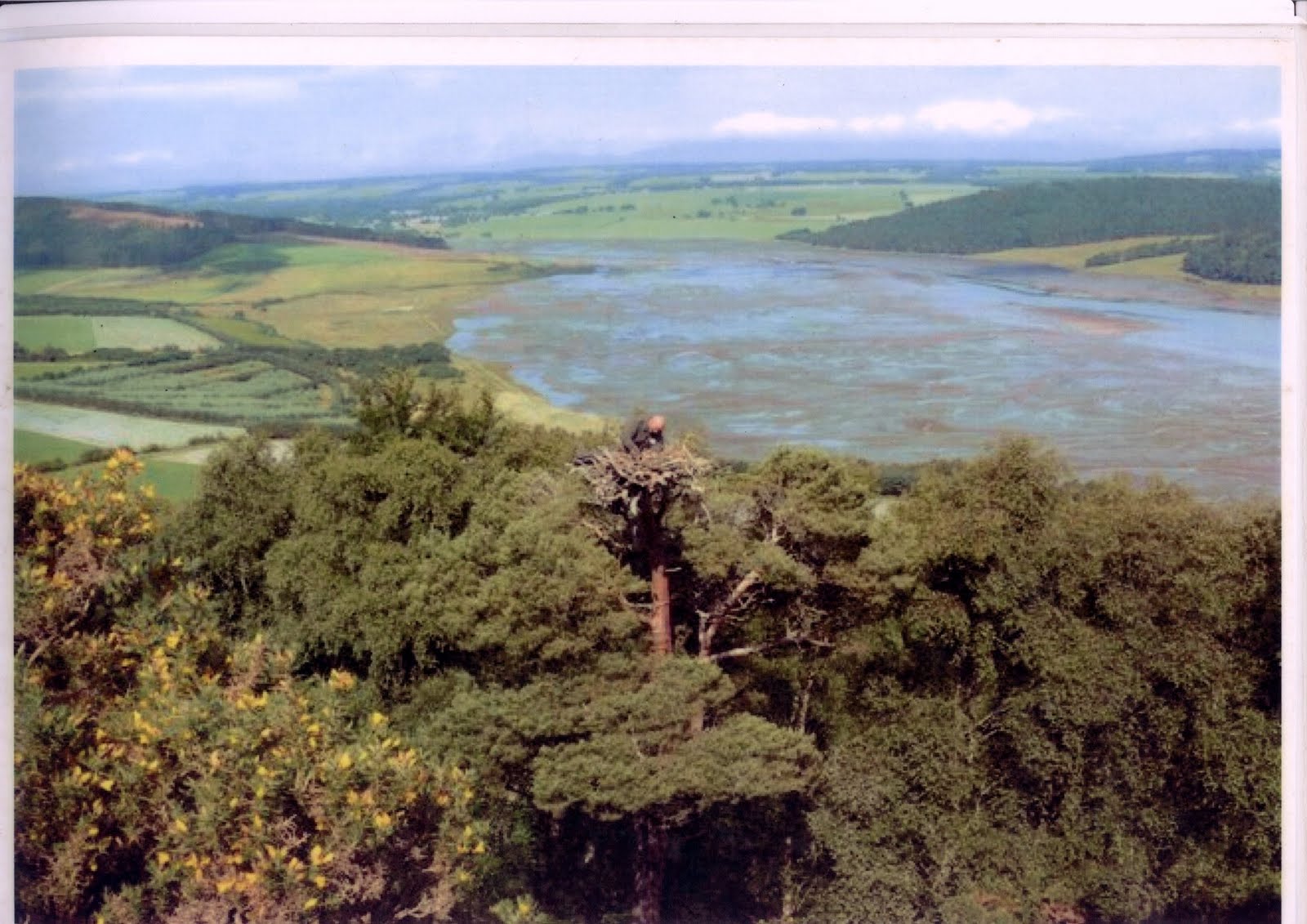 Kirkmahoe News Osprey Conservation in Dumfries & Galloway
