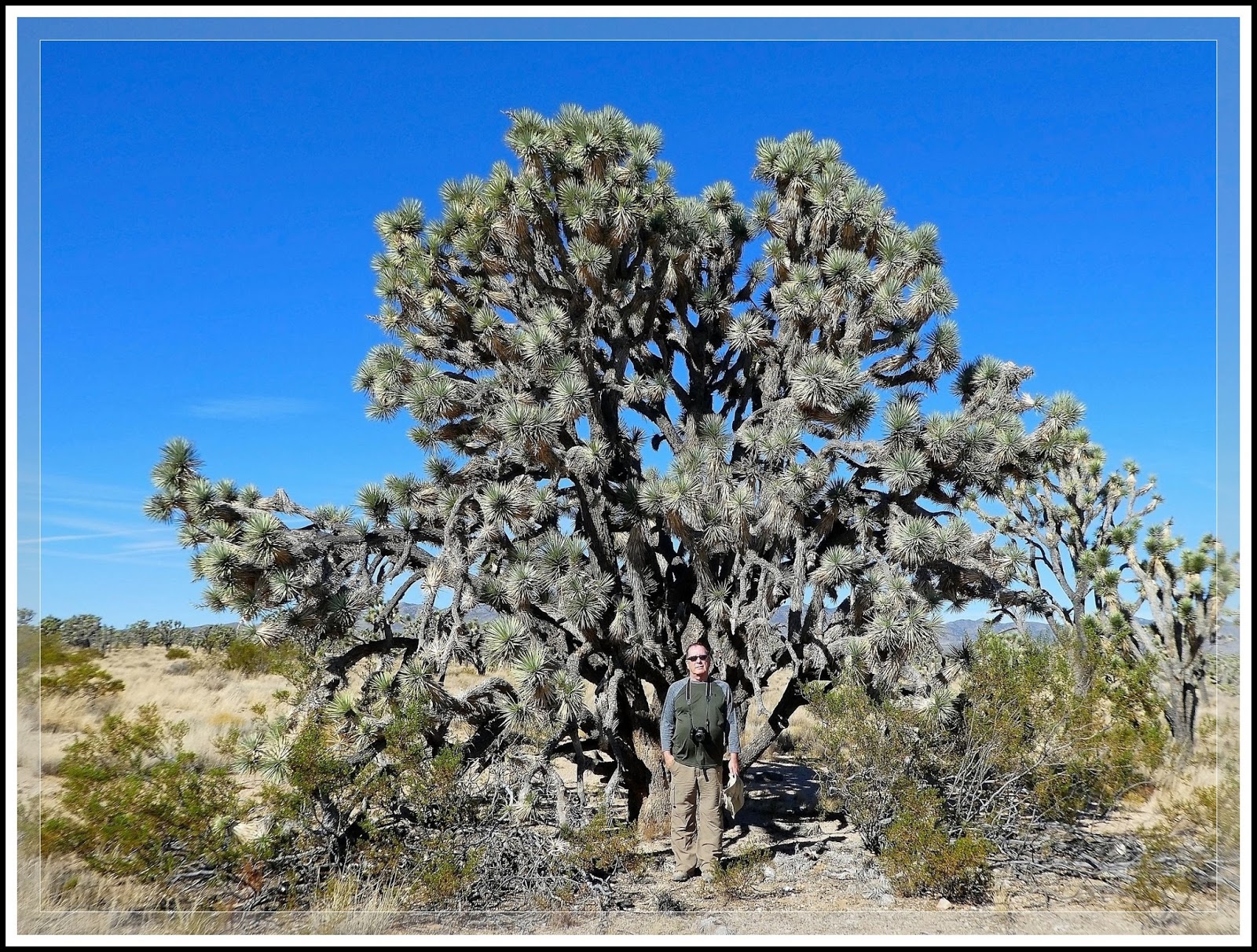Ken's Photo Gallery Joshua Tree (Yucca Brevifolia)
