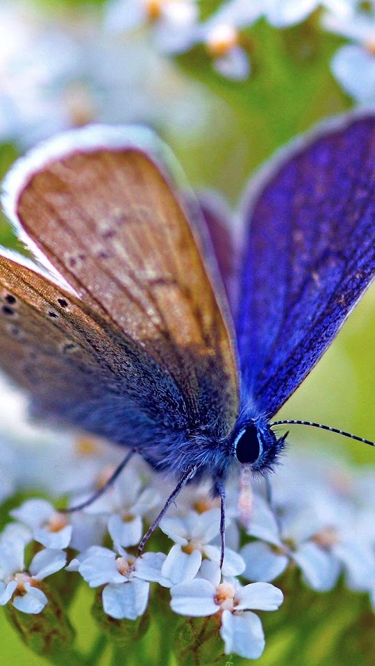 Blue Butterfly Macro On White Flowers  Android Best Wallpaper
