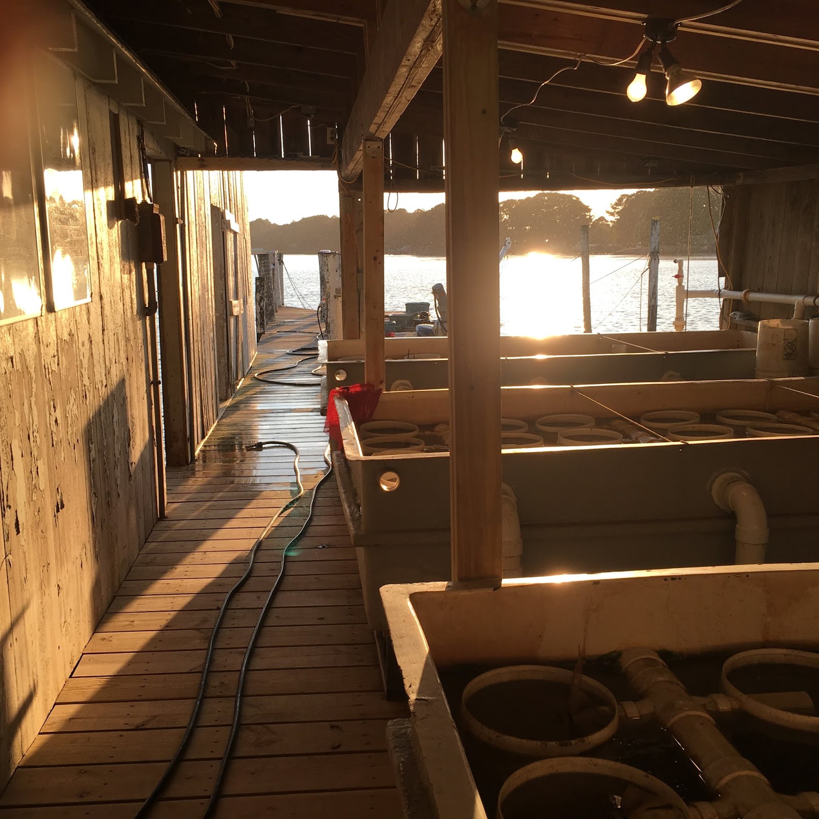 THE OYSTER IS OUR WORLD UPWELLING AND UPWELLERS