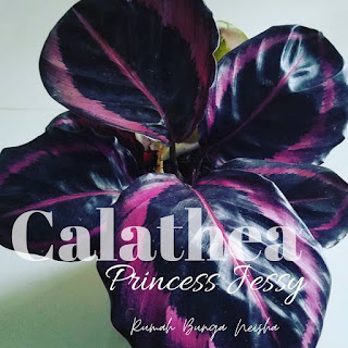 Calathea Princess Jessy