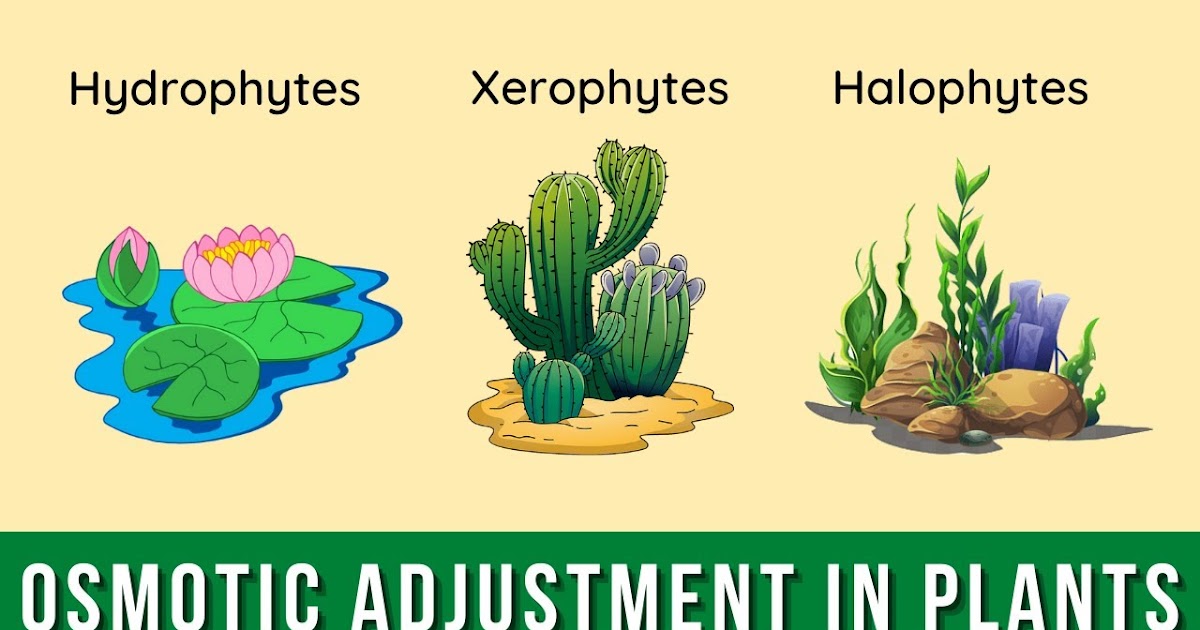 Biology Presentation Osmotic adjustments in plants & Explain its three