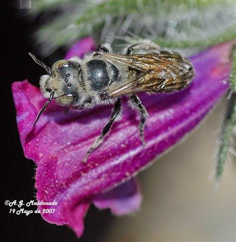 Biodiversidad Costa Granadina y (Fauna) Hoplitis cf. adunca