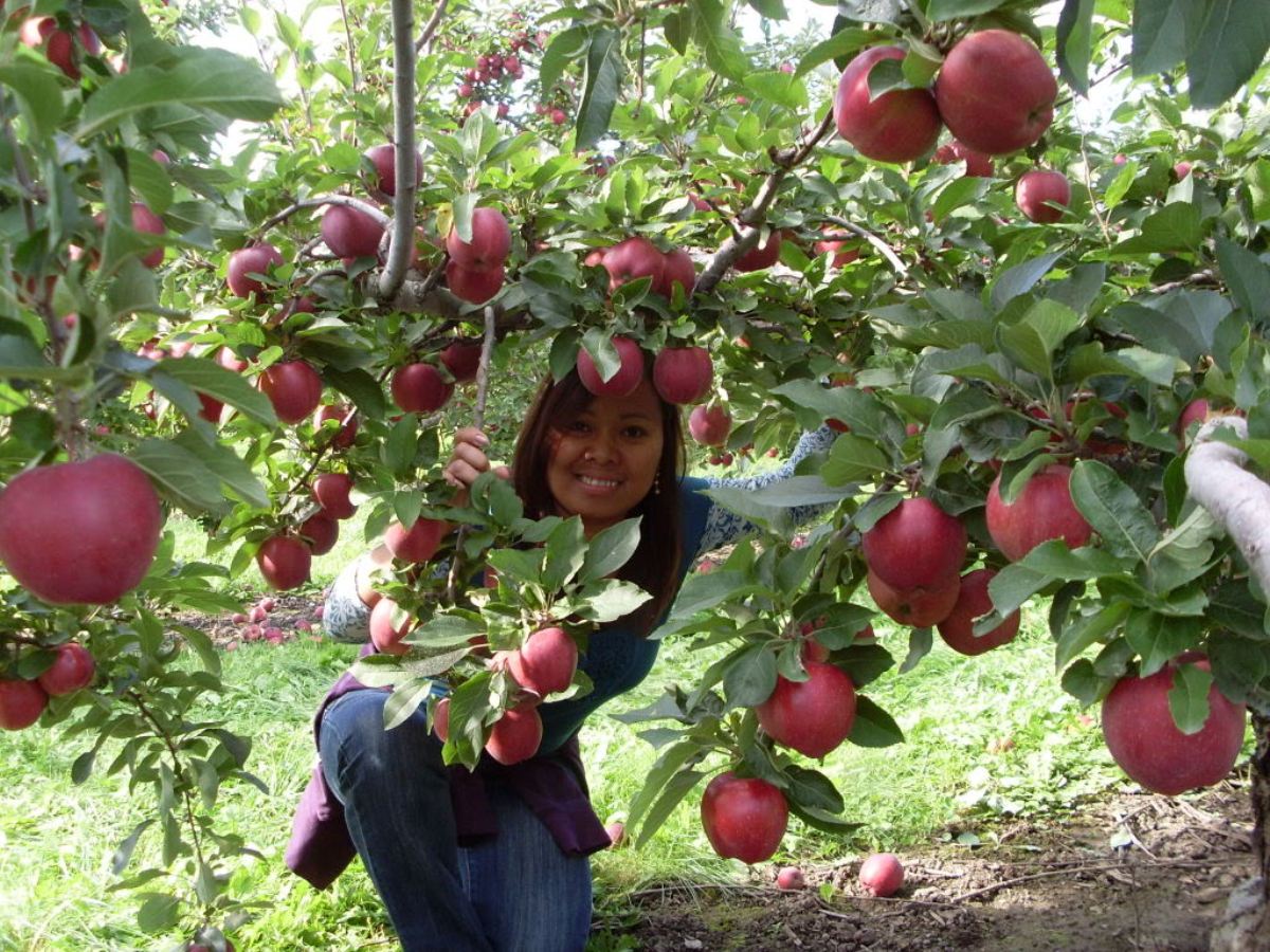 GALAJONAGOLDFUJİBRAEBURNGOLDEN DELİCİOUS PİNK LADY ELMA BAHÇESİ