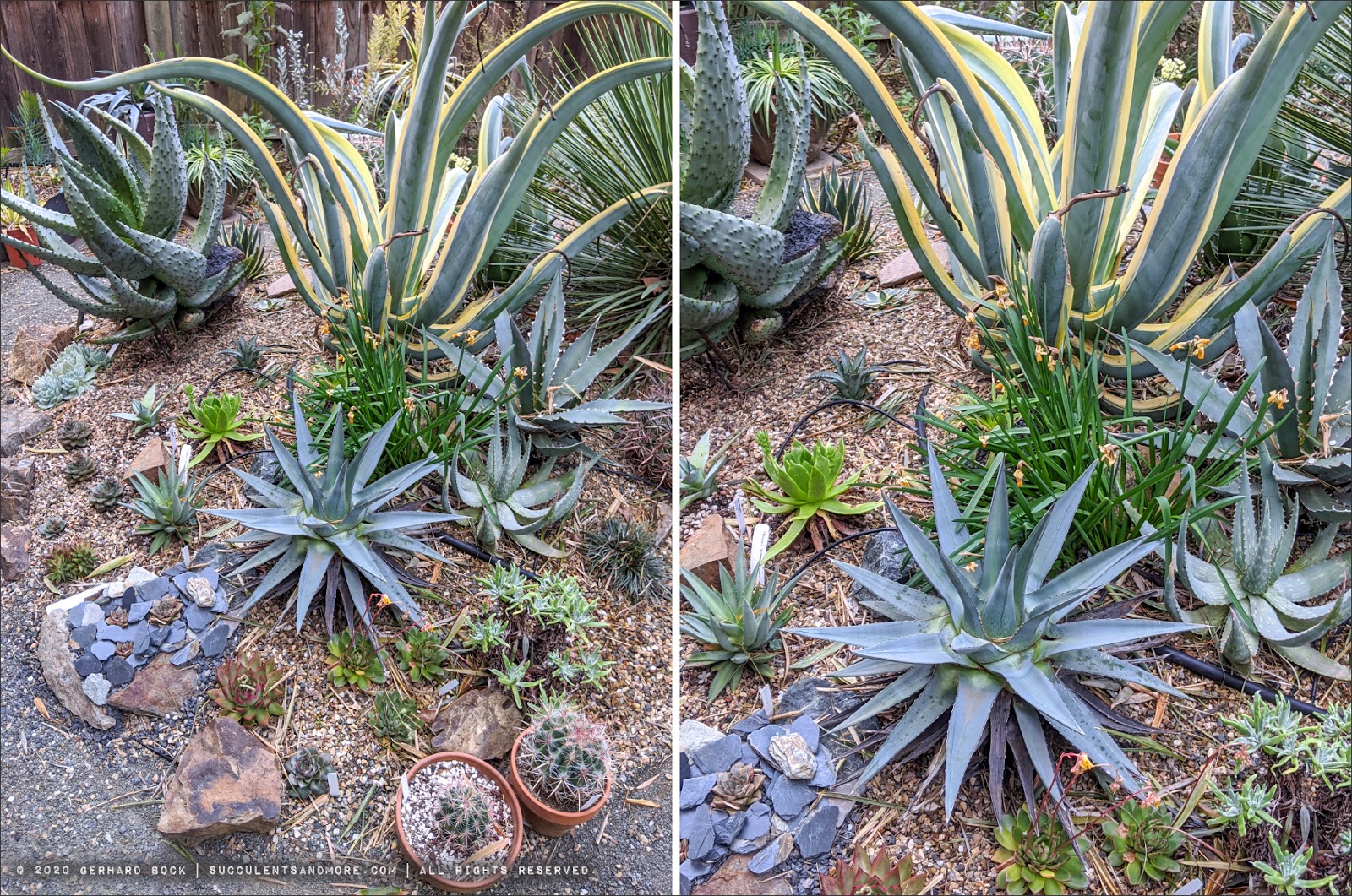 More agave/aloe musical chairs in our garden