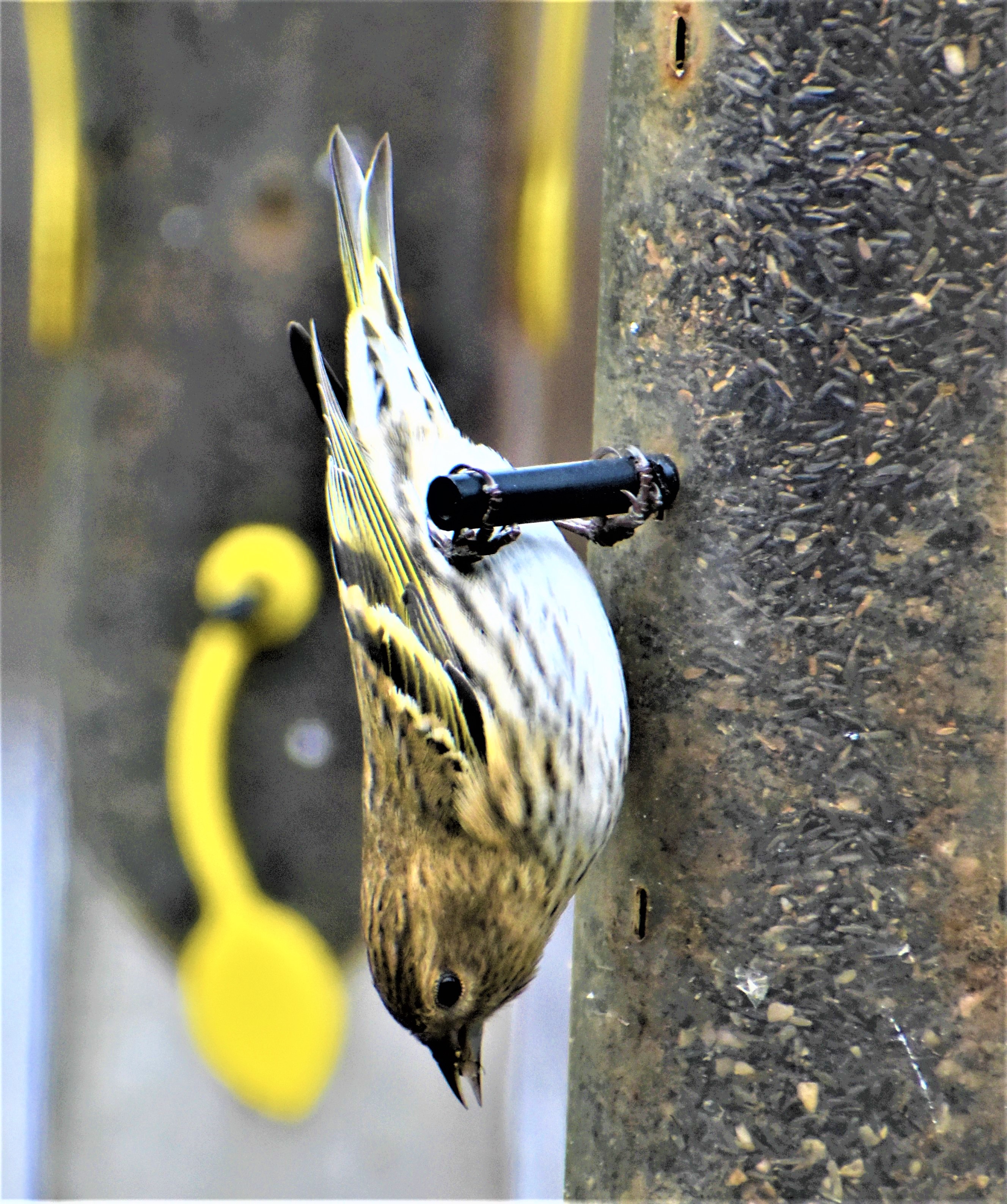 BARRY the BIRDER Feeding upside down...it's a cinch if you're a finch
