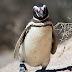 Най-преданият пингвин на света (видео)