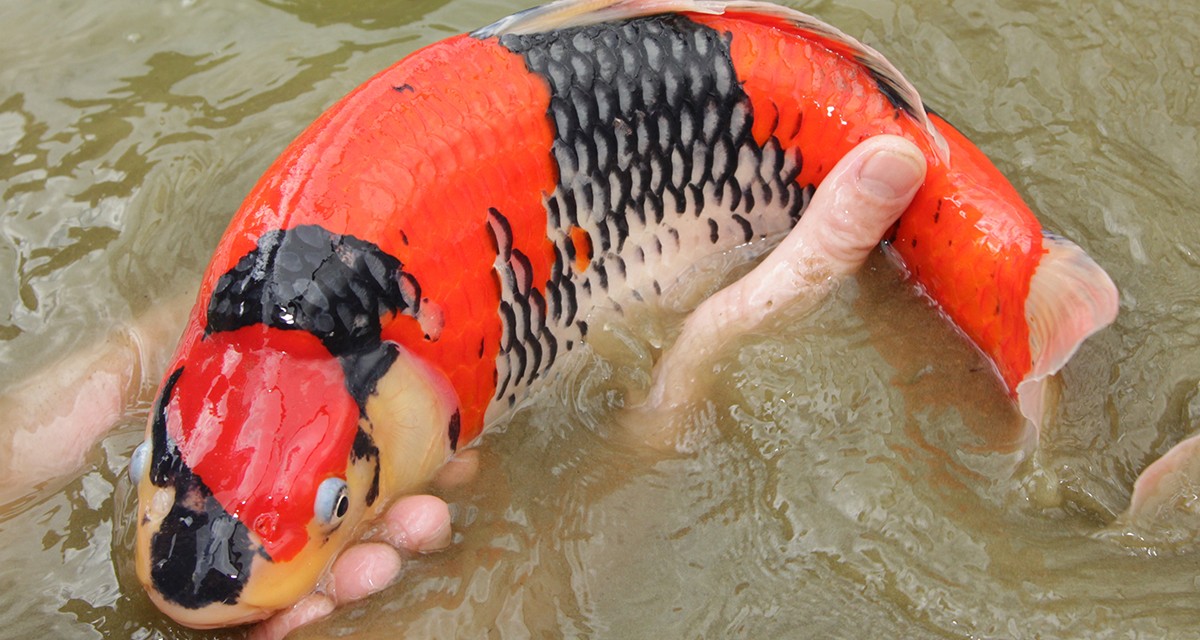 Peluang Bisnis Budidaya Ikan Koi Bisa Capai Omset Puluhan Juta Ikanesia Id