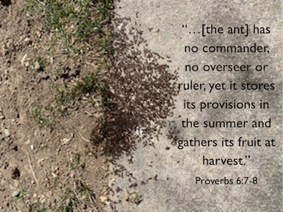 Habits of an ant verse.