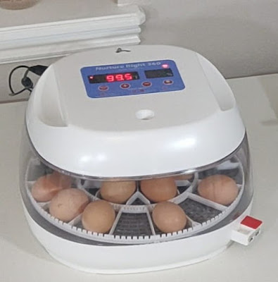 how to incubate chicken eggs