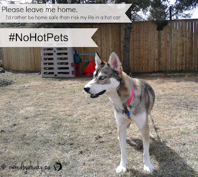 #nohotpets don't leave your pets in a hot car #nohotpets don't leave your pets in a hot car