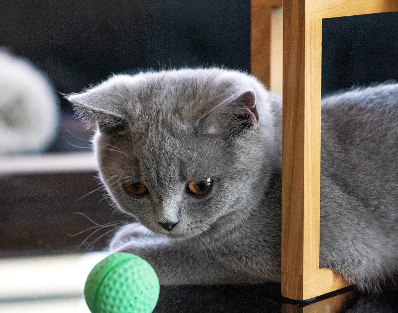 Cat Chit Chat Why do kittens throw toys in the air over their shoulder?