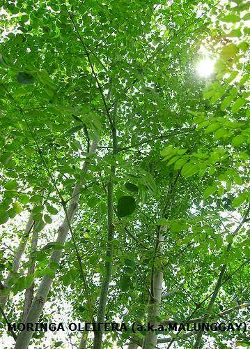 مورينجا الشجرة المعجزة Moringa Miracle Tree 2013