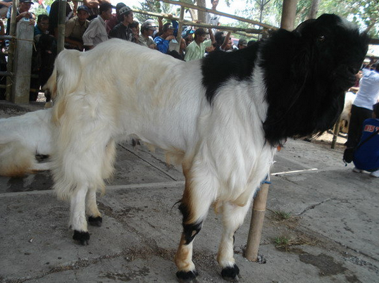 Gambar Kambing Etawa Png