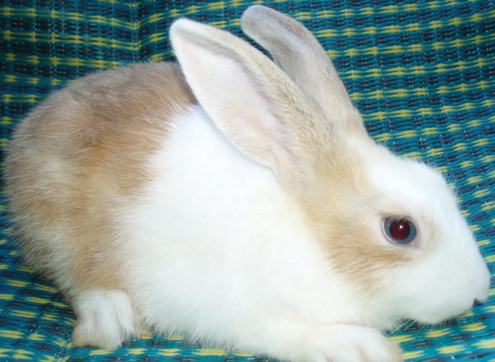 Rabbit ANNA NOCAH: Chinchilla X NZW for sale