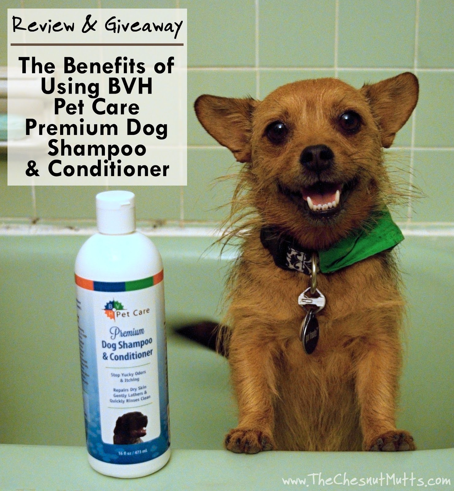Can I Use Human Hair Conditioner On My Dog Can I Use Human Hair Conditioner On My Dog