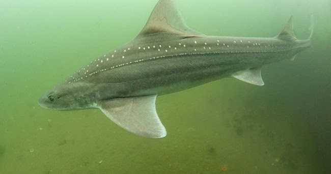 Tiburones en Galicia Musola  pinta Mustelus asterias 