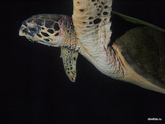 Морская черепаха ночью