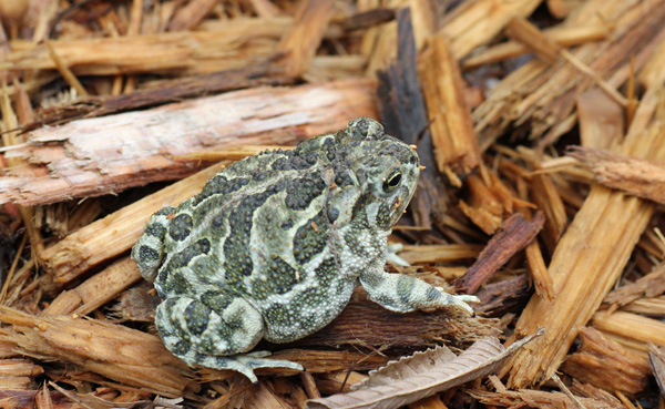 Great Plains Toad Field Herp Forum great-plains-toad-field-herp-forum