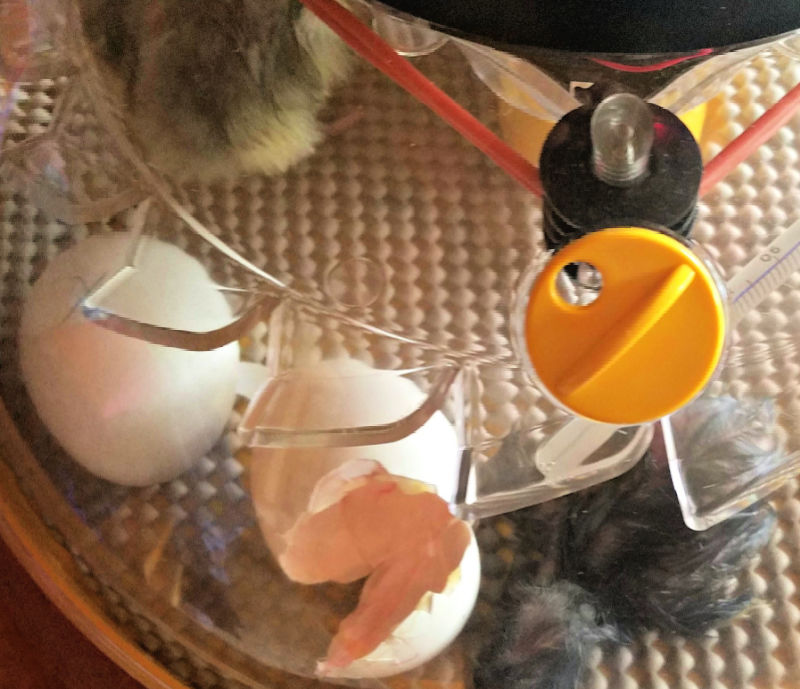 How Often Should I Turn my Hatching Eggs? Fresh Eggs Daily® with Lisa