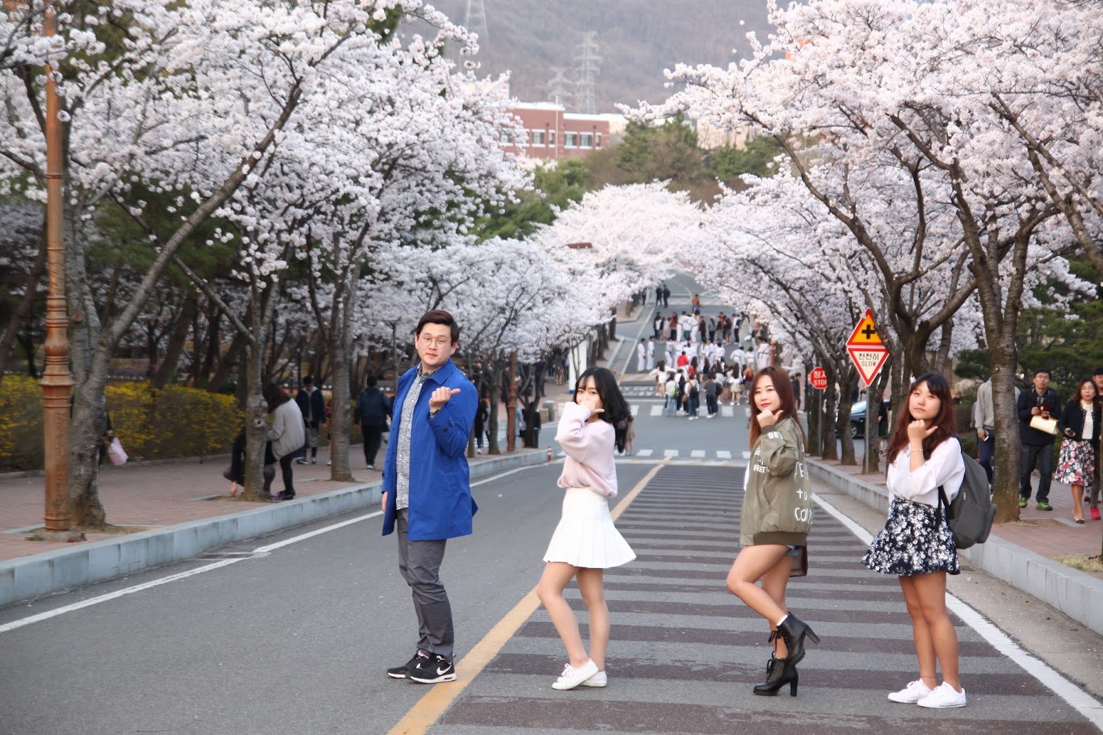 Absolutely Gorgeous Blooming Cherry Blossom Photos Ever, in Daegu South Kor...