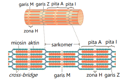 Wety Yuningsih: Mekanisme Kontraksi Otot (Kelas 11 IPA/IPS LM)