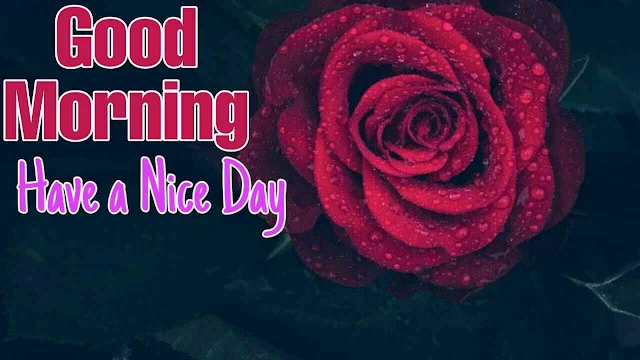 Good morning images with rose flower
