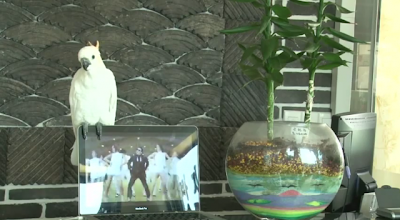  Video Gangnam Style Versi Burung Kakatua