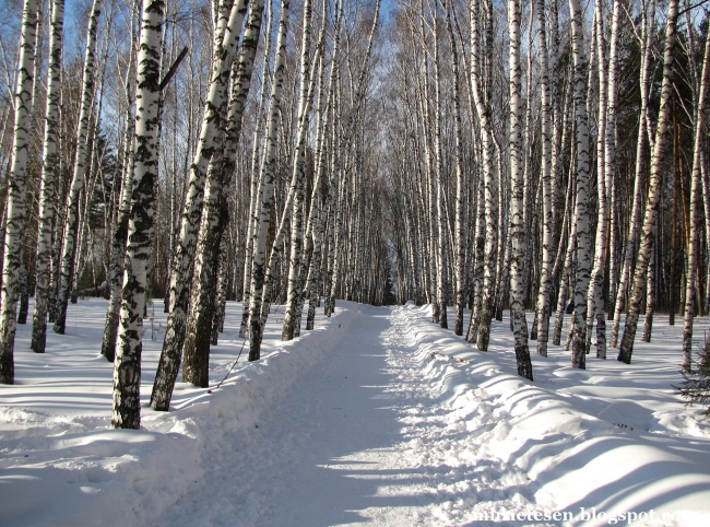 Парк березовая роща зимой новосибирск Парк березовая роща зимой новосибирск