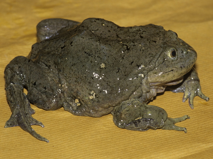 La Fauna De Peru Ii El Dominio Andino
