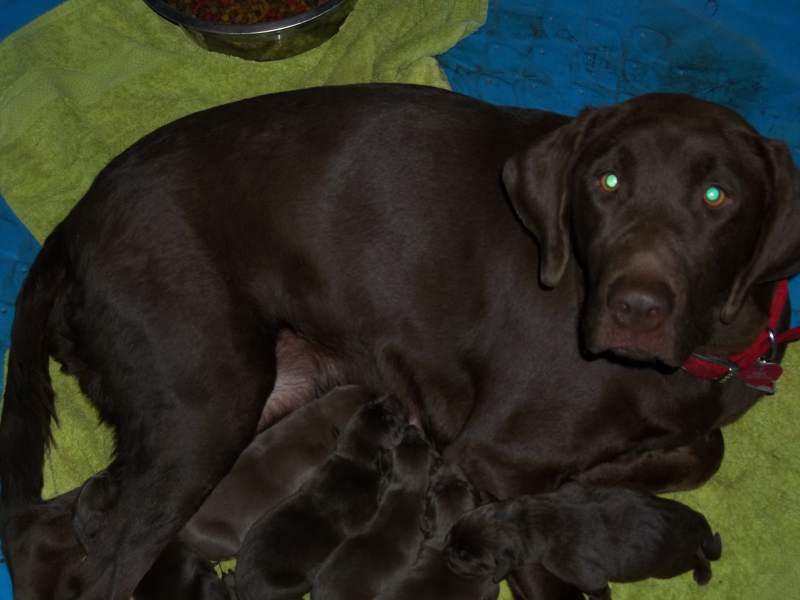 Cedar Ranch Labradors and Yorkies
