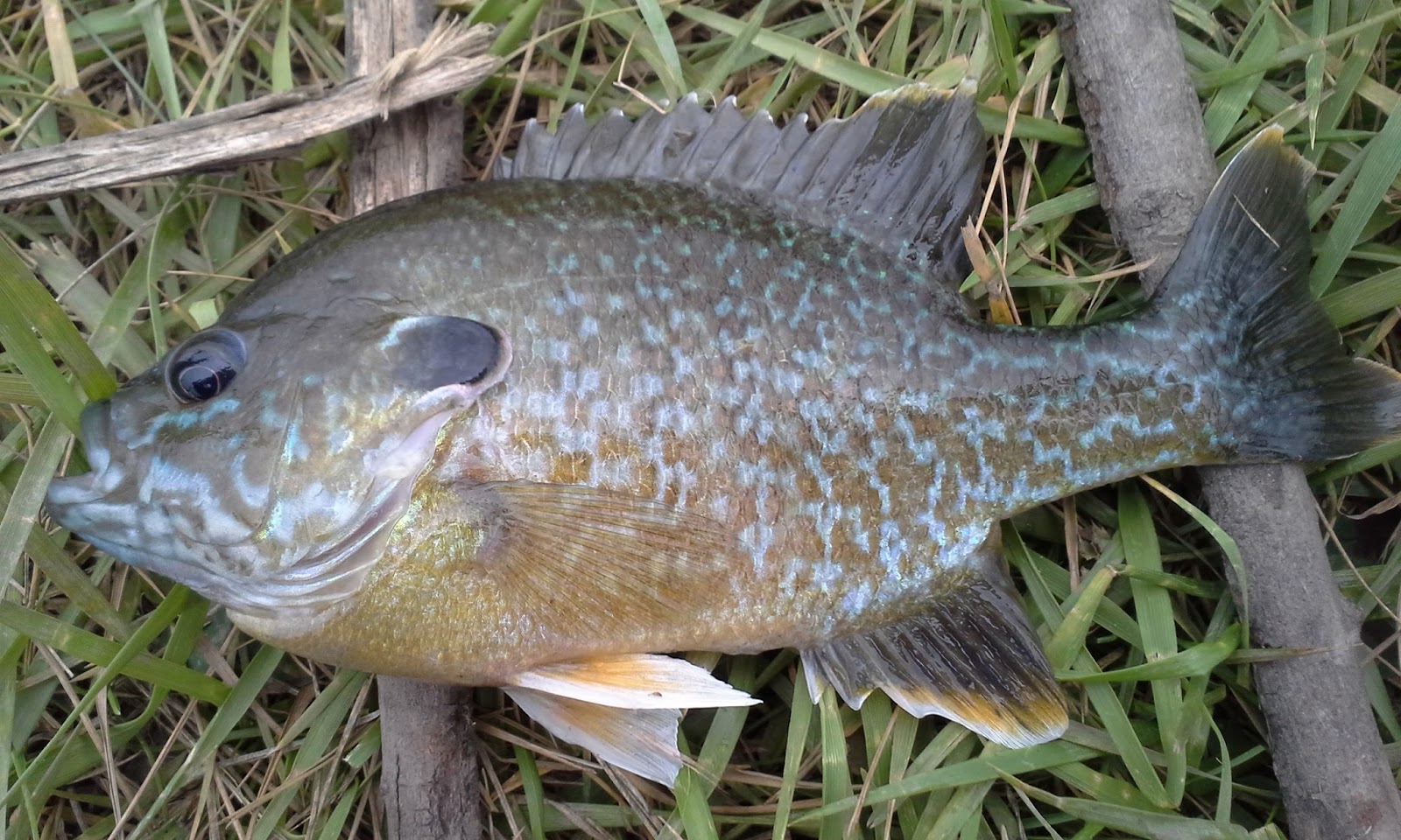 The Show Me Fly Guy: The Hybrid Bluegill/Sunfish- What You May Not Know