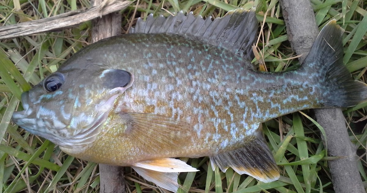 The Show Me Fly Guy The Hybrid Bluegill/Sunfish What You May Not Know