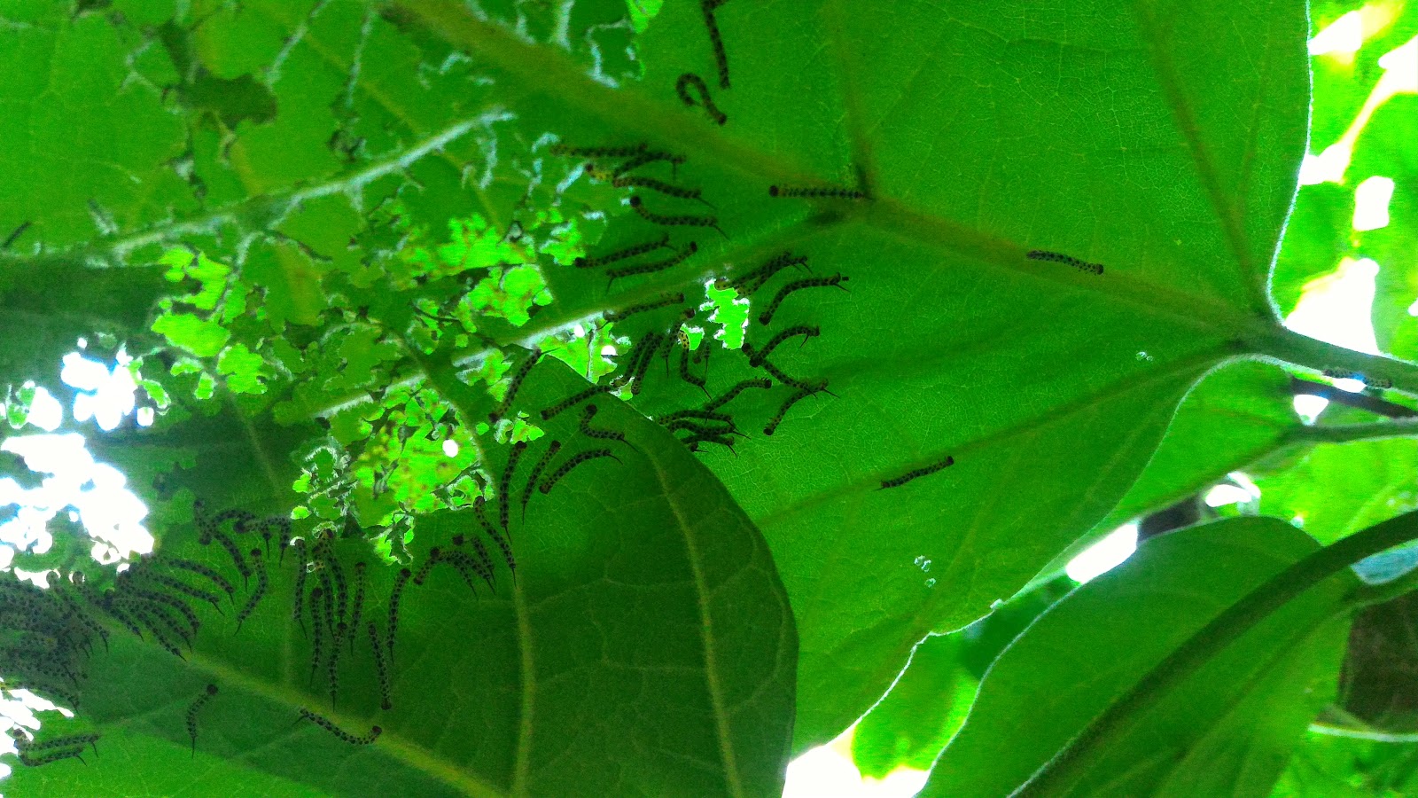 darlaville more about catalpa worms