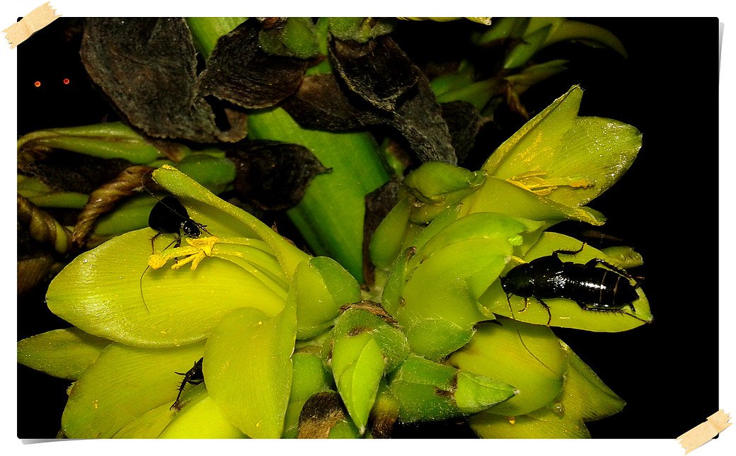 especies chilenas: diciembre 2016