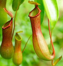 pitcher%2Bplant