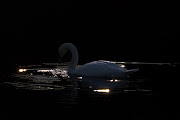 The white swan on a black background. 23rd October 2011 geplaatst door . (img )