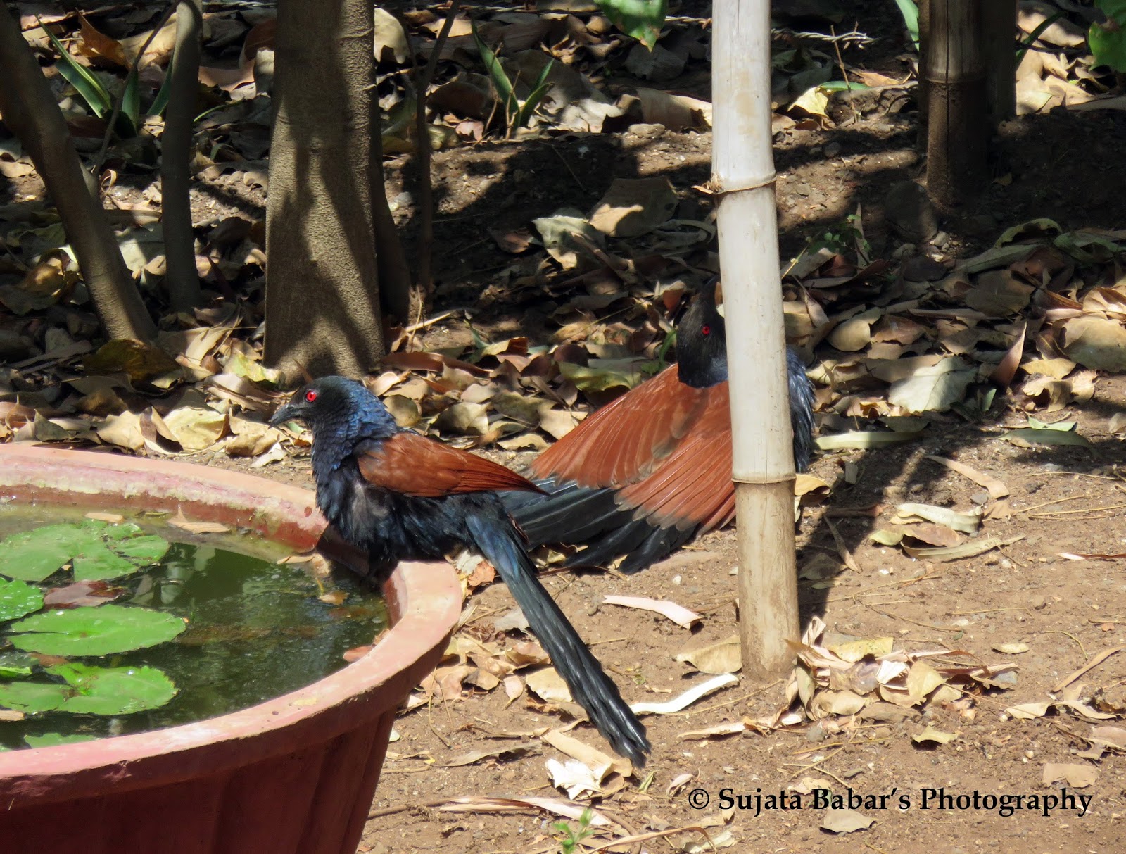 the winged souls à¤­ à¤°à¤¦à¤¸ à¤¤ à¤­ à¤°à¤¦ à¤µ à¤