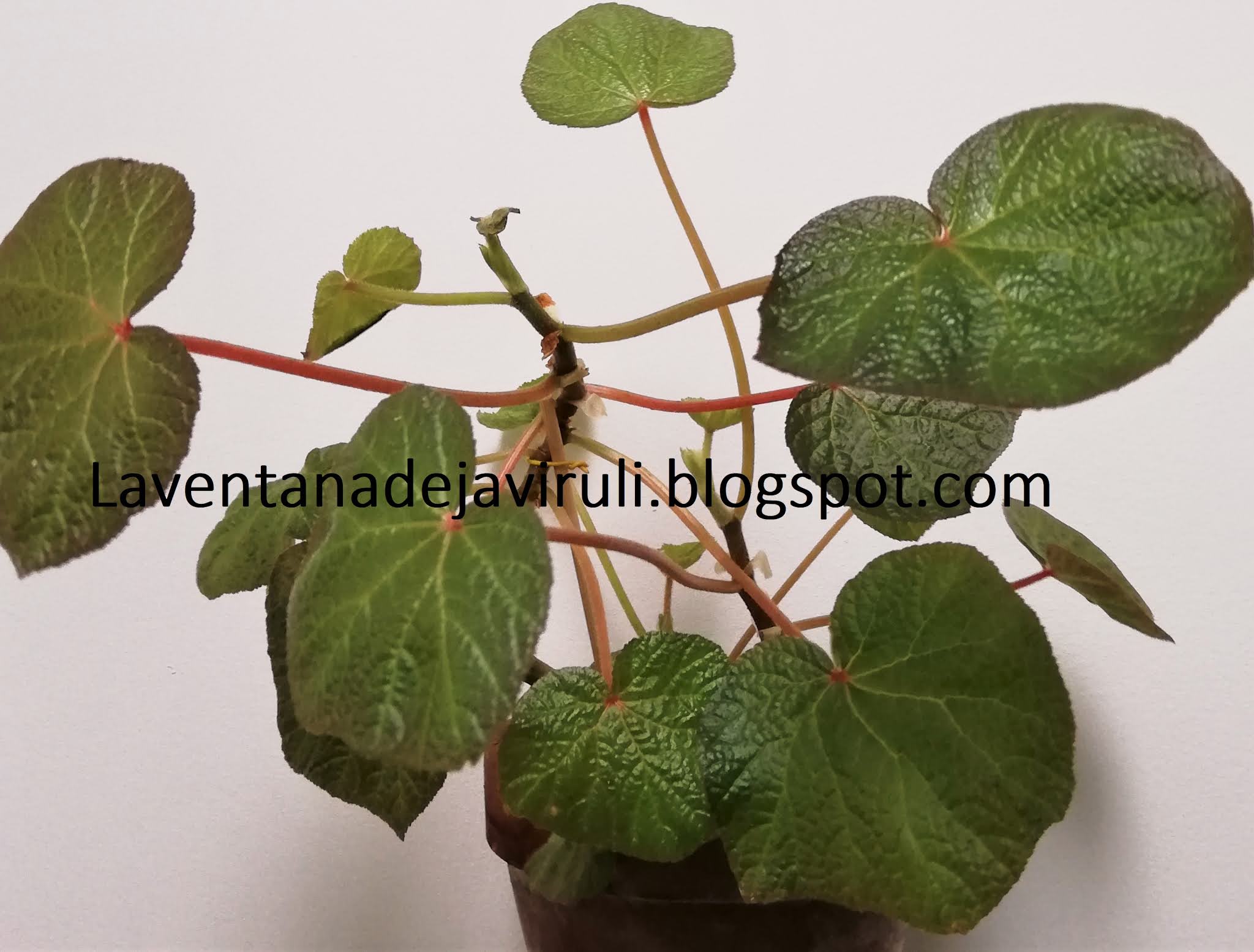 LA VENTANA DE JAVIRULI PLANTAS DE INTERIOR (105) BEGONIA MOROCCO