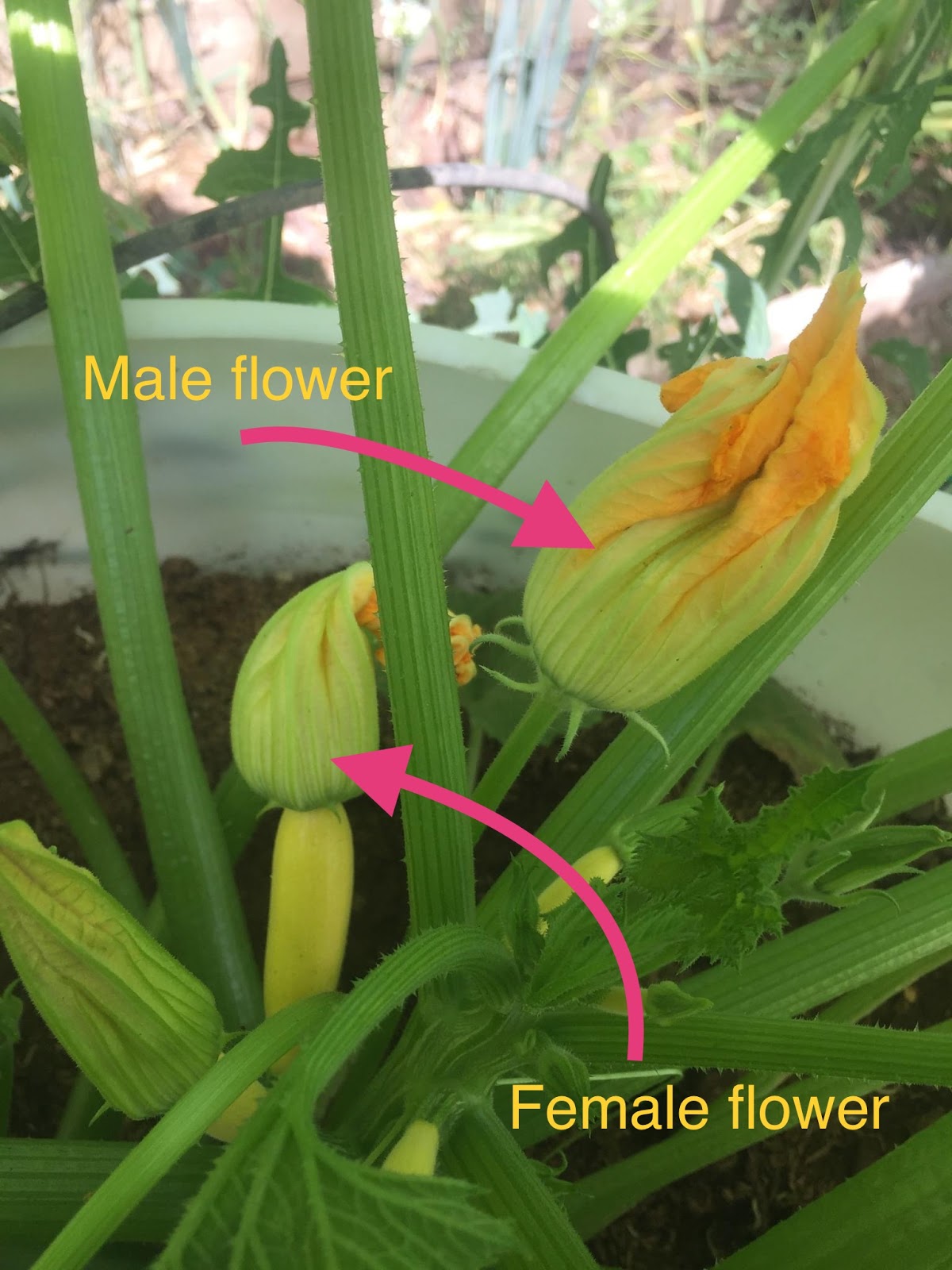 Pollination of Plants in the Gourd Family (Cucumbers, Squashes, Melons