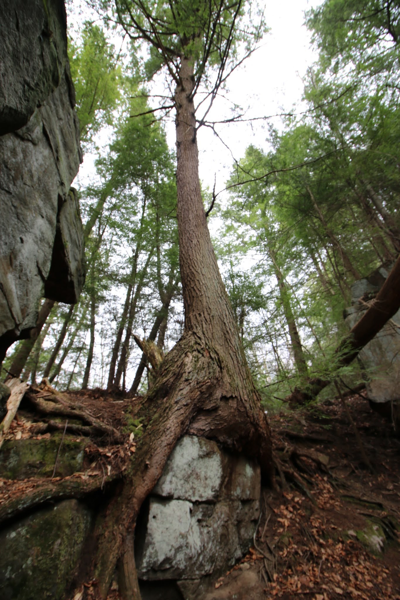 rock and stone outdoor living center bemus point on Mja Foxq8hqtam