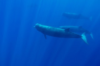 Kuzey ördek balinası