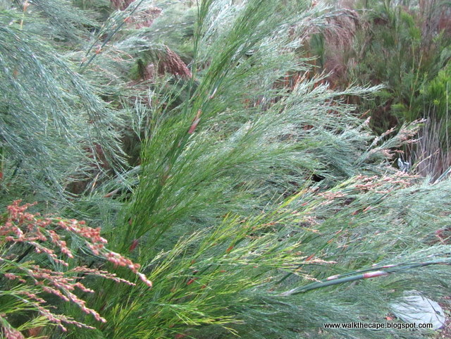 Walking the Cape: Kirstenbosch: 'Allo Aloe