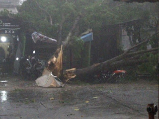pohon tumbang akibat angin kencang
